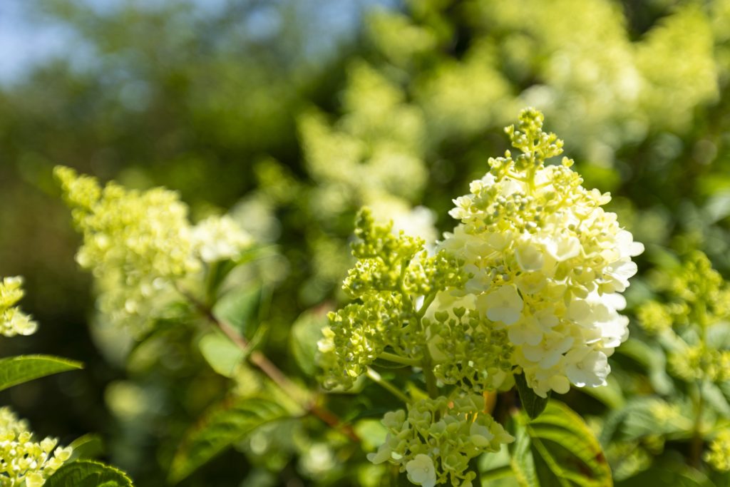 Fleurs